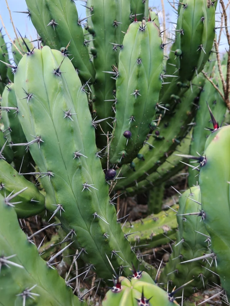 Myrtillocactus Geometrizans