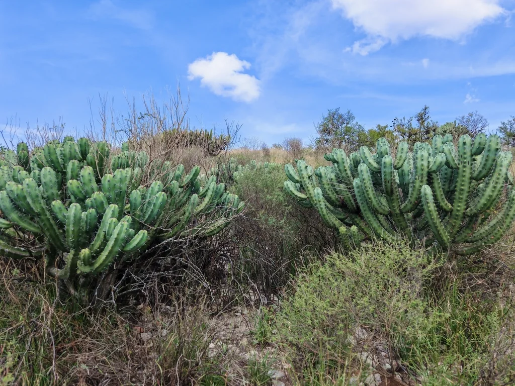 Myrtillocactus Geometrizans