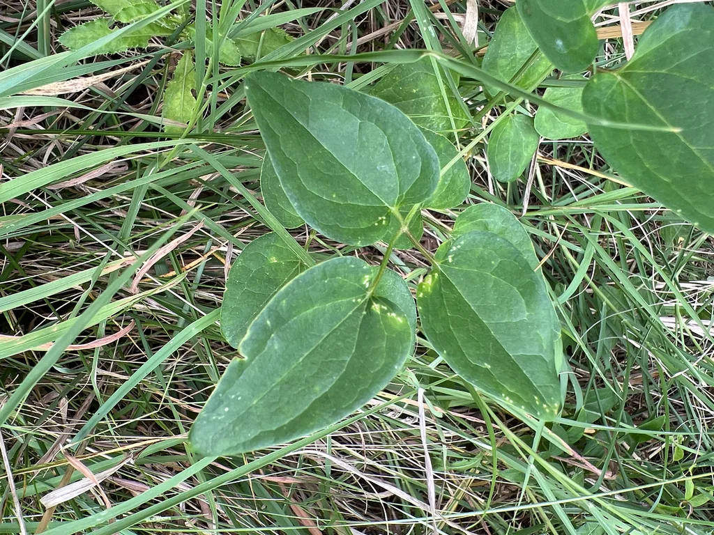 Clematis Ternifolia