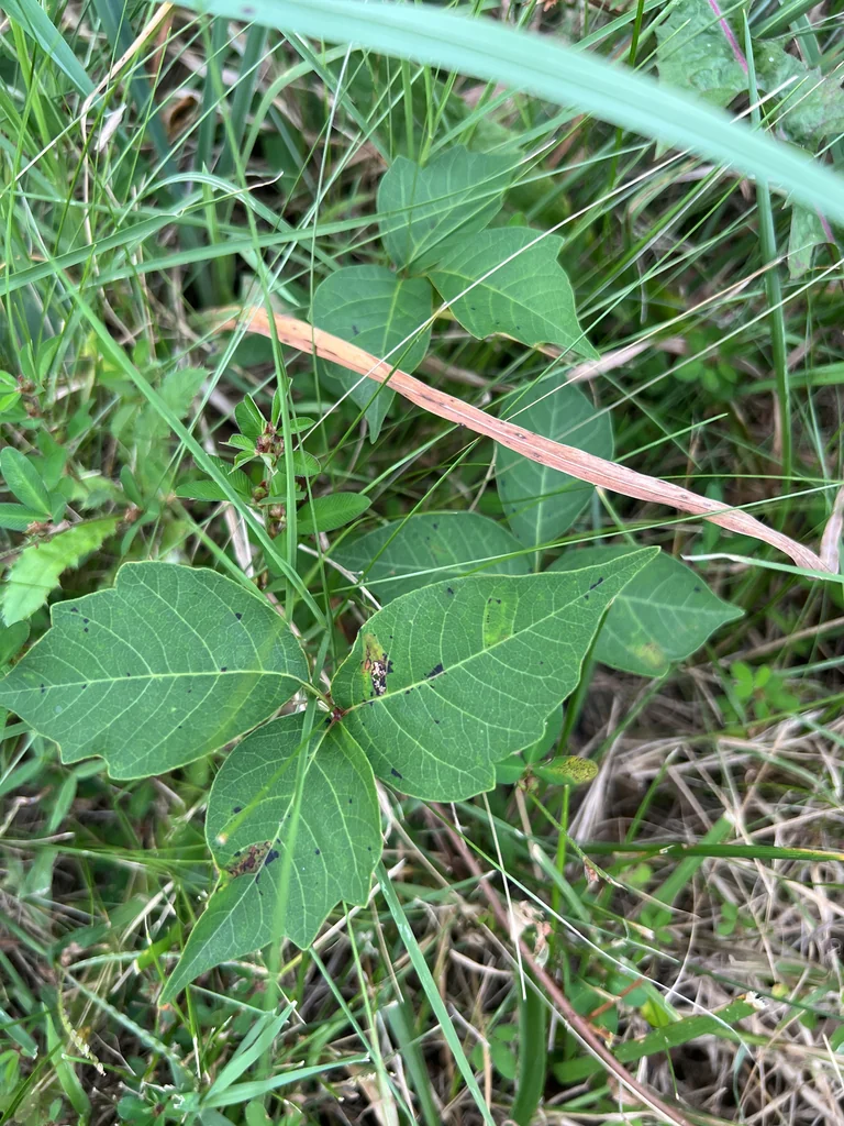 Toxicodendron Radicans