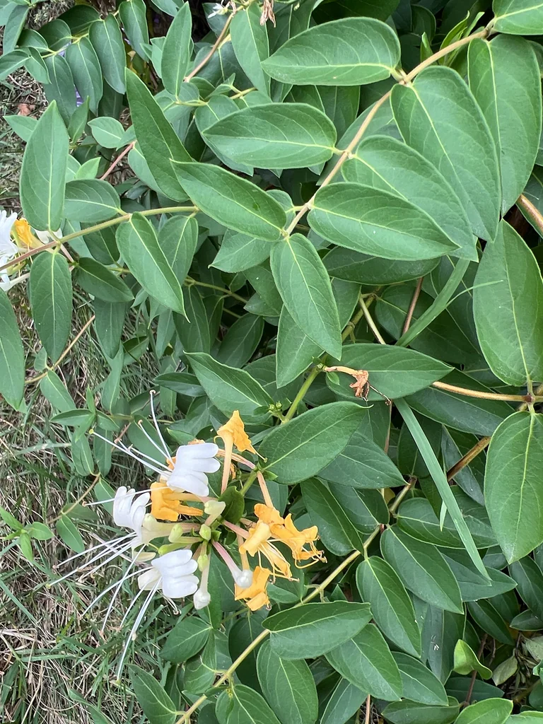 Lonicera Japonica