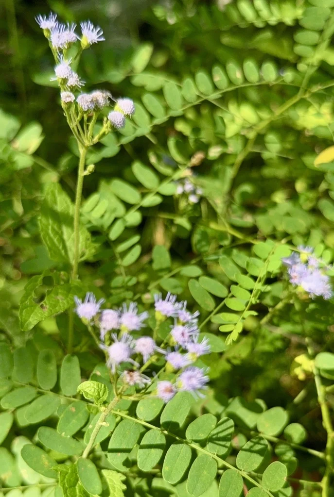 Eupatorium Coelestinum