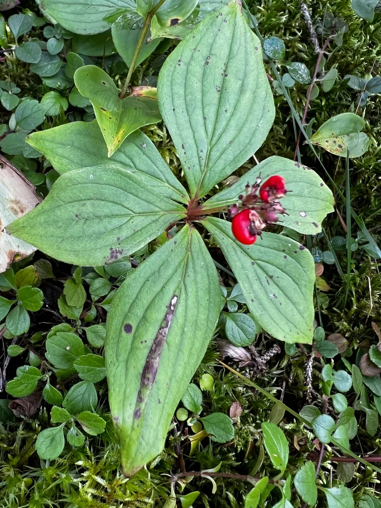 Cornus Canadensis