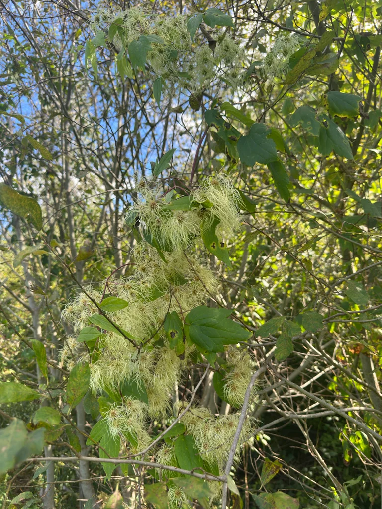 Clematis Virginiana