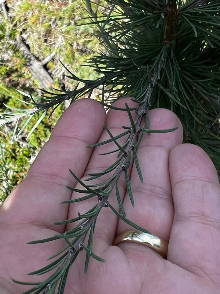 Larix Laricina