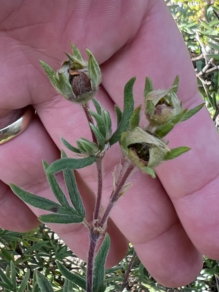 Potentilla fruticosa