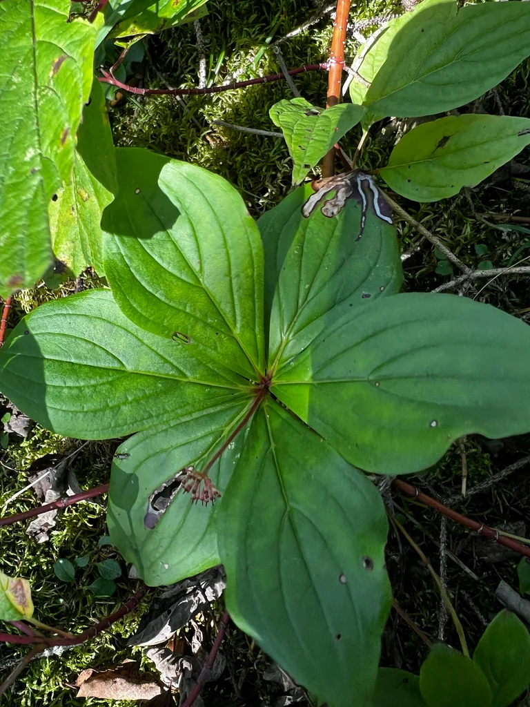 Cornus Canadensis