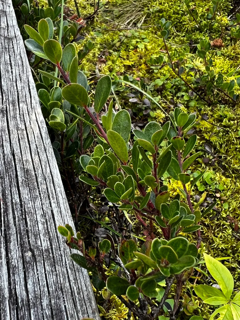 Arctostaphylos Uva-Ursi