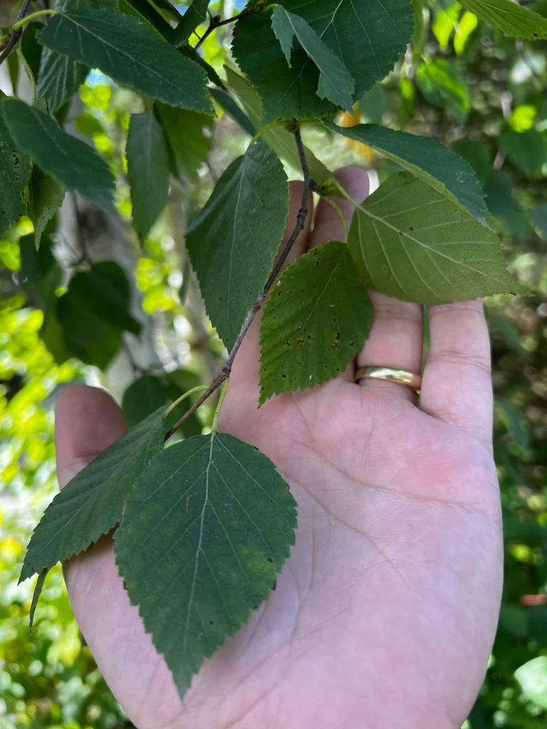 Betula Papyrifera