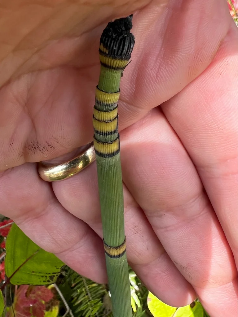 Equisetum Hyemale