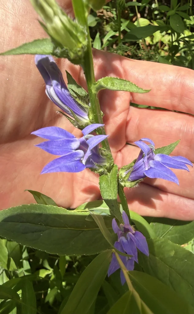 Lobelia Siphilitica