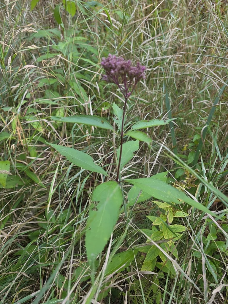 Eutrochium Maculatum