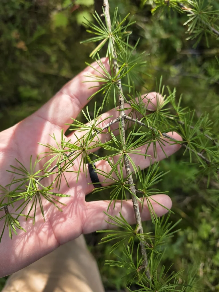 Larix Laricina