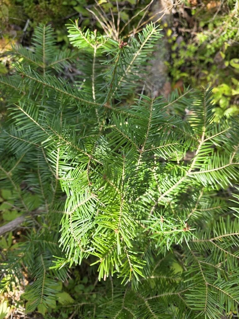 Abies Balsamea