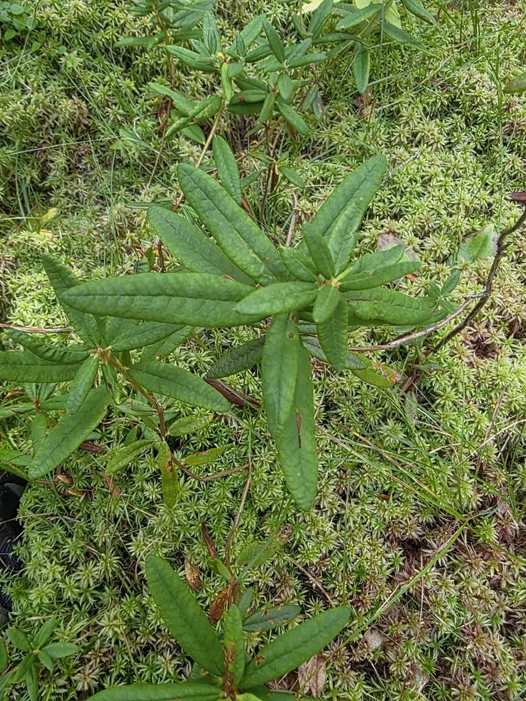 Rhododendron Groenlandicum
