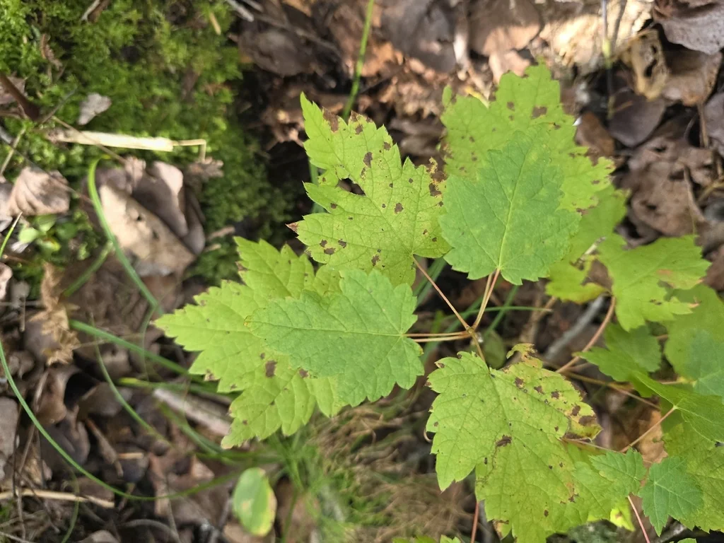 Acer Spicatum