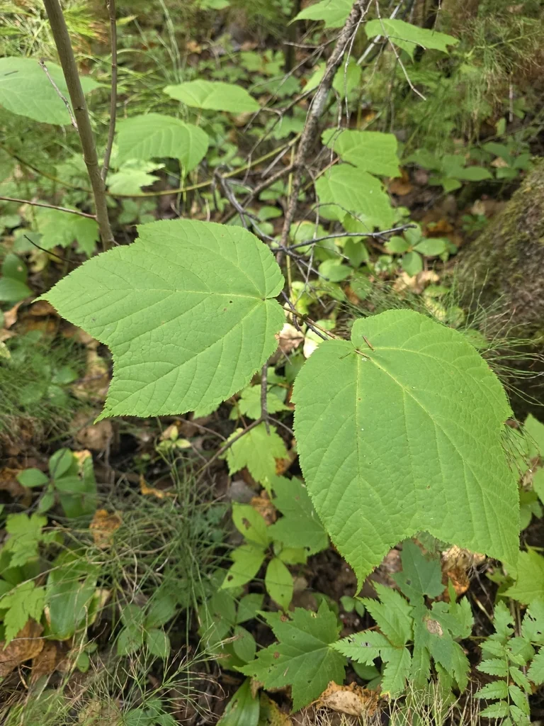 Acer Pensylvanicum