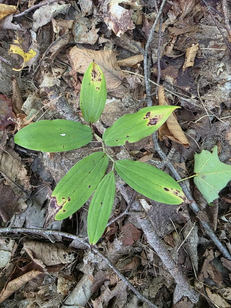 Smilacina Racemosa