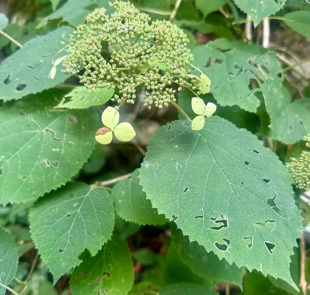 Hydrangea arborescens