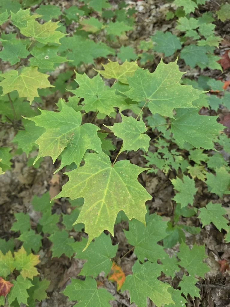 Acer Saccharum