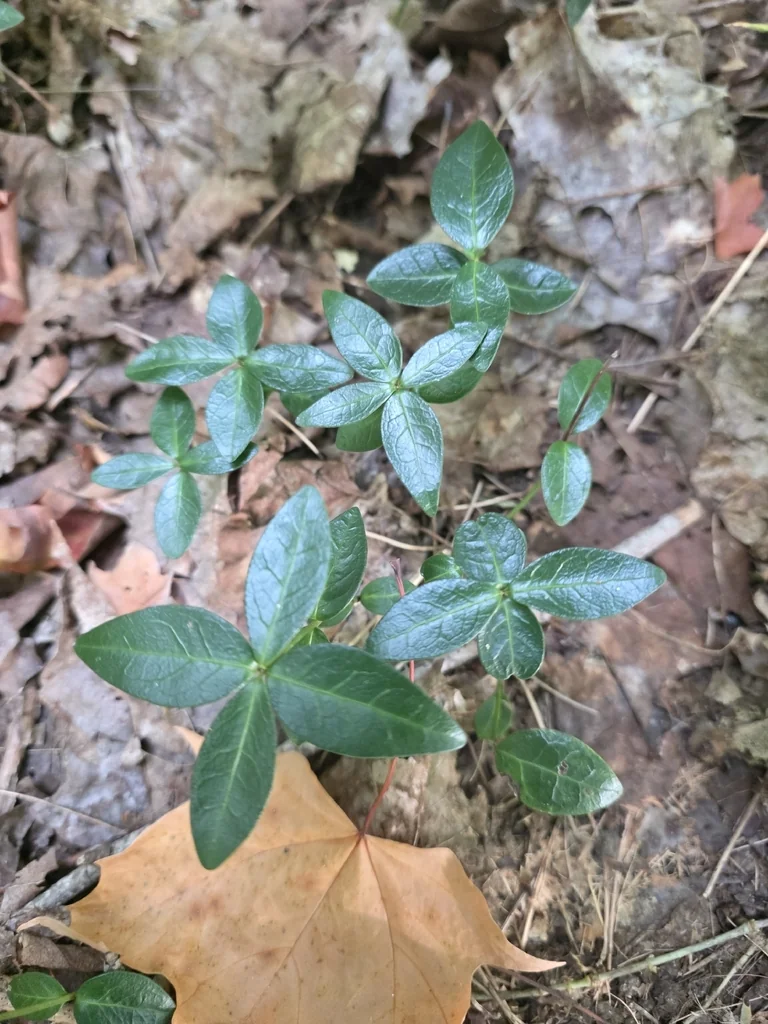 Vinca Minor