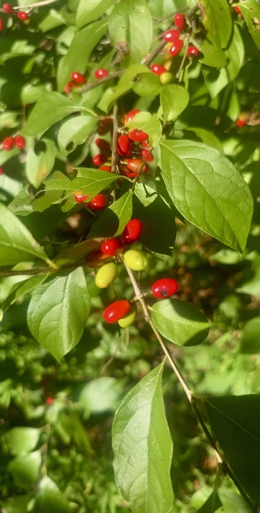 Lindera Benzoin