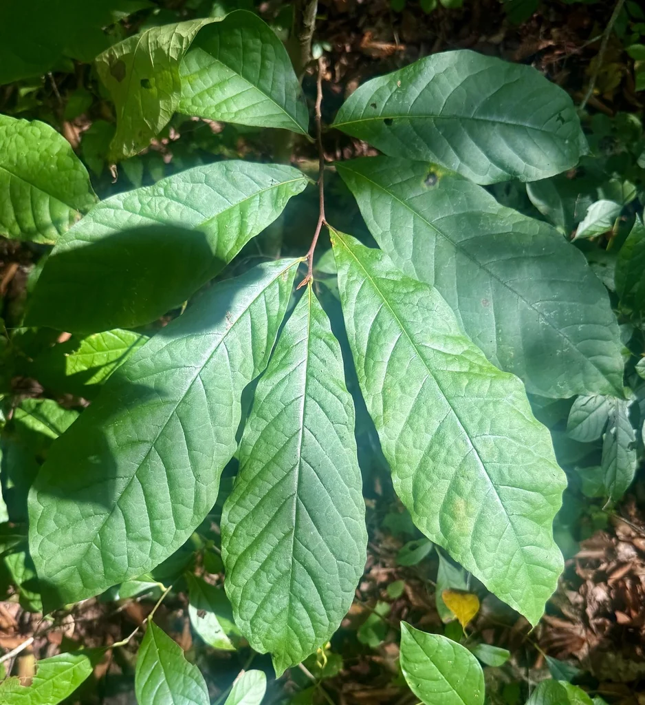 Asimina Triloba
