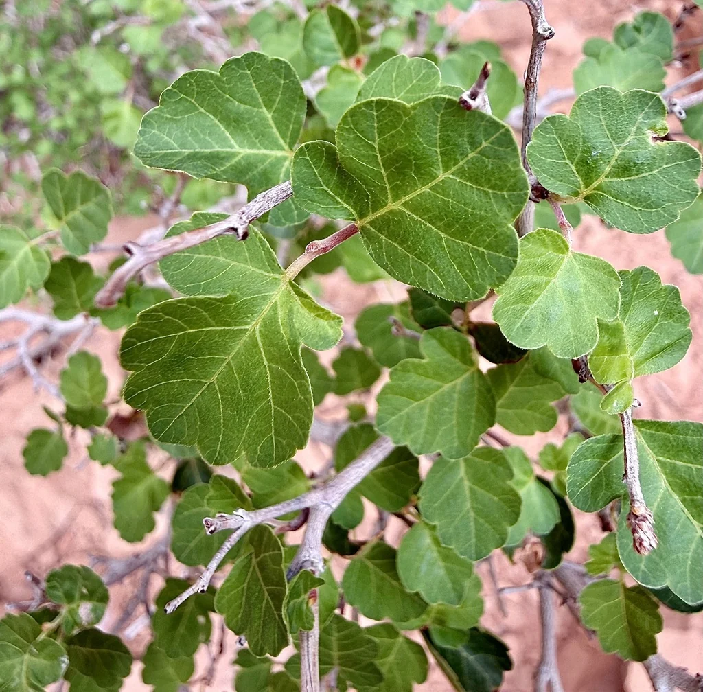 Rhus Aromatica