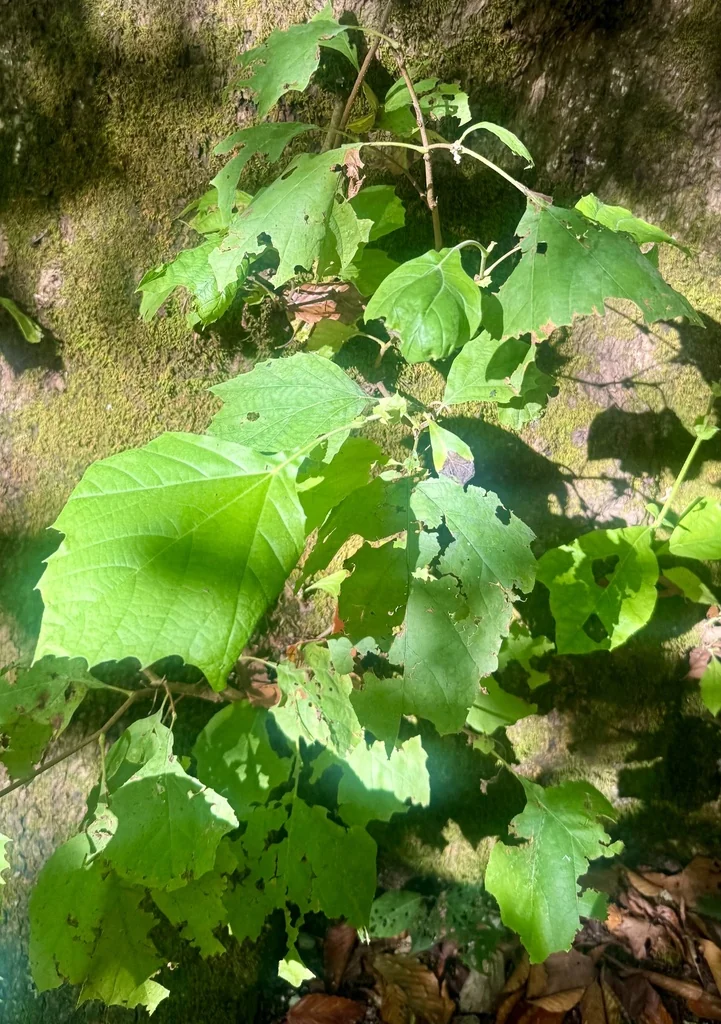 Platanus Occidentalis