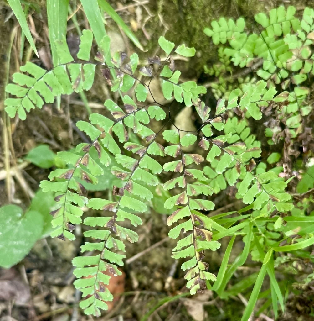 Adiantum Pedatum
