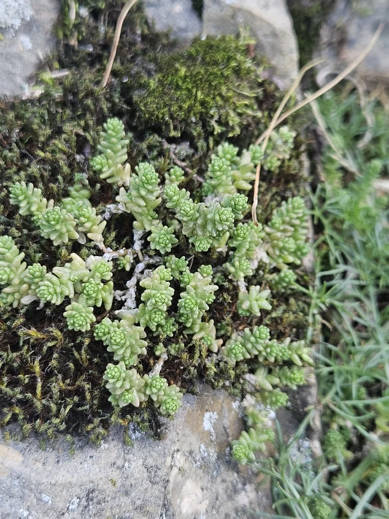 Sedum Acre