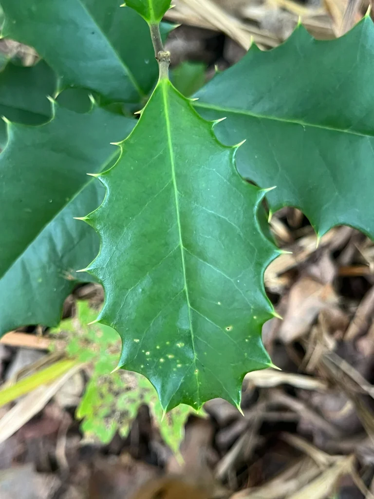Ilex Opaca