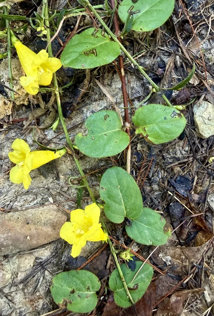 Lysimachia Nummularia