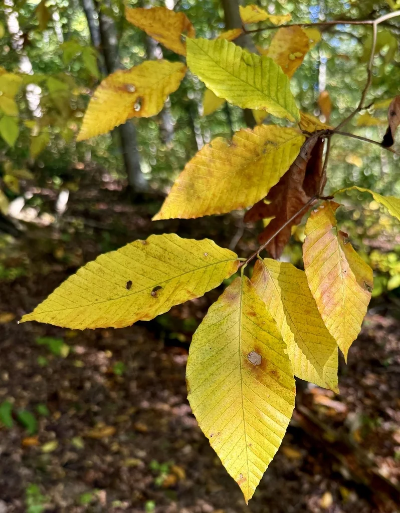 Fagus grandifolia