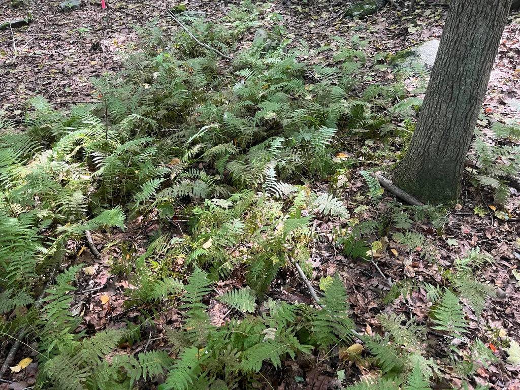 Thelypteris Noveboracensis