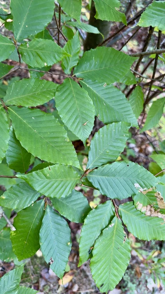 Fagus grandifolia
