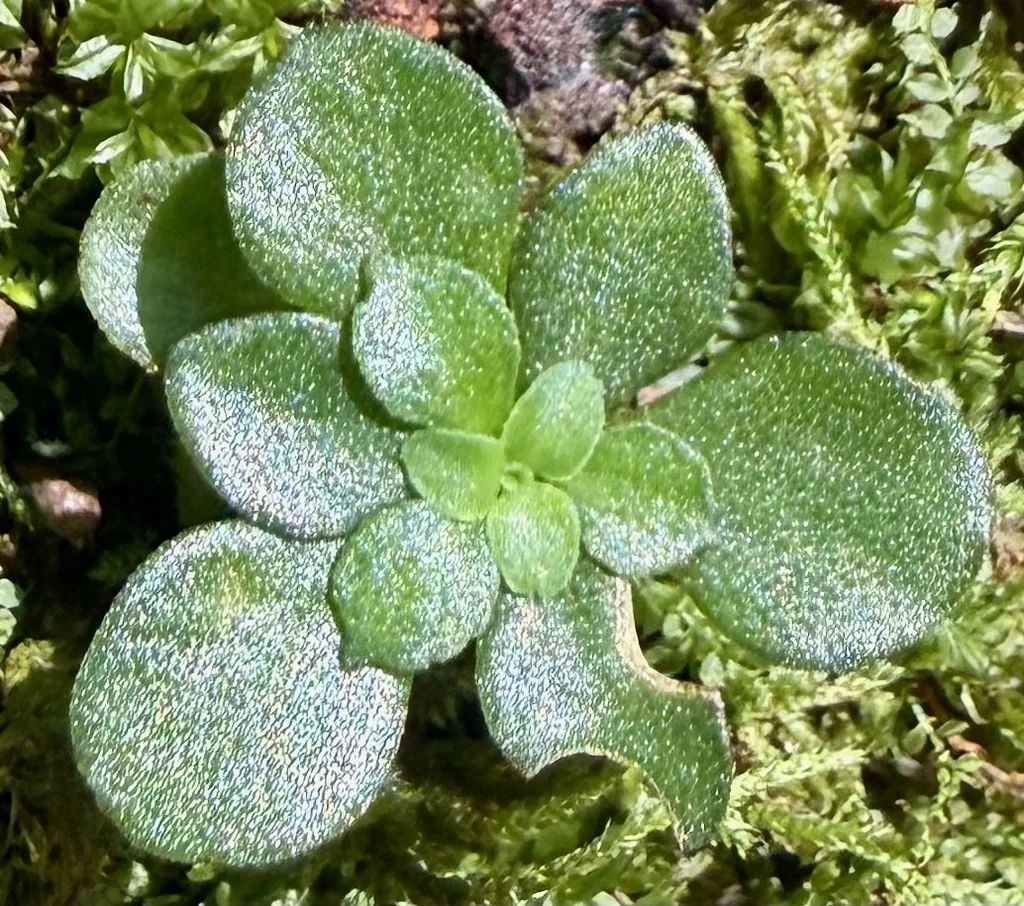 Sedum Ternatum