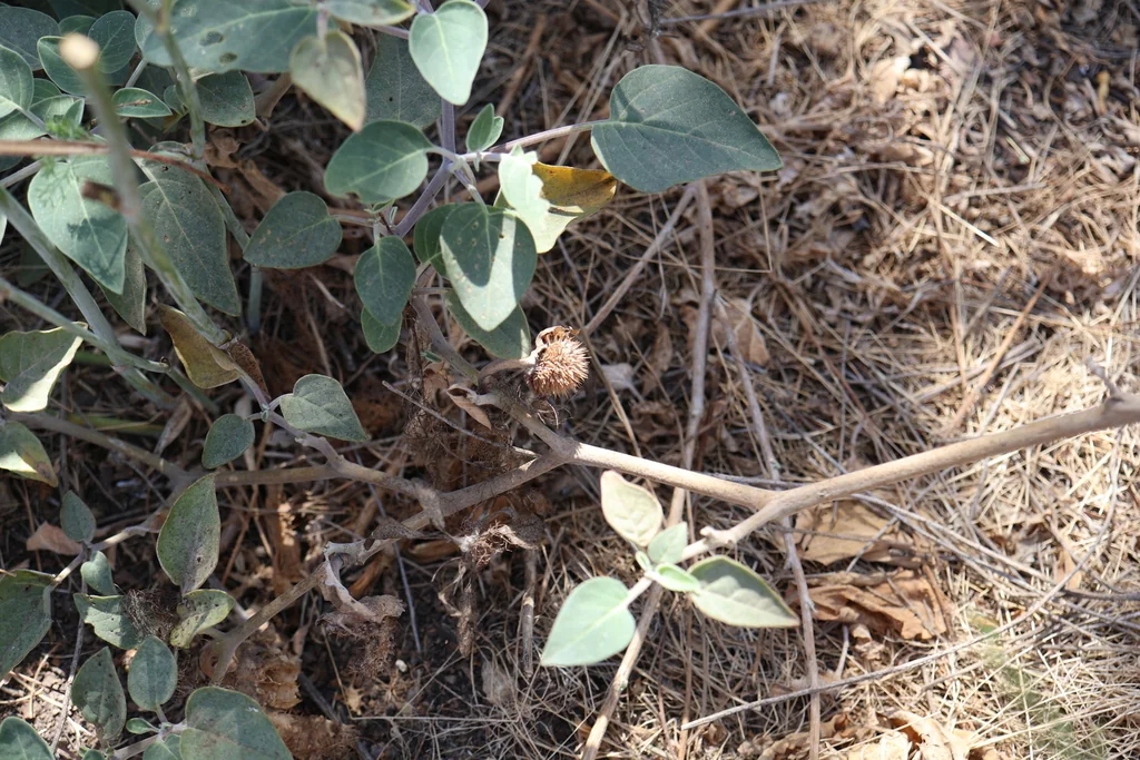 Datura wrightii