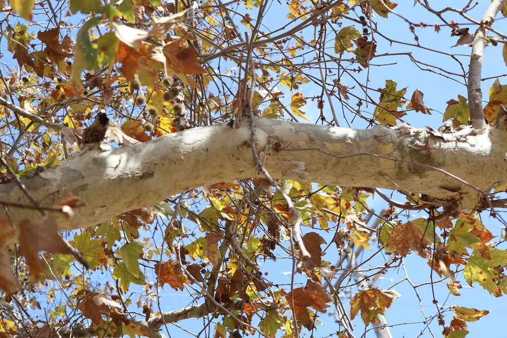 Platanus Racemosa