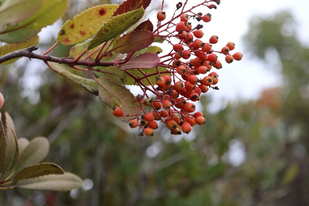 Heteromeles Arbutifolia