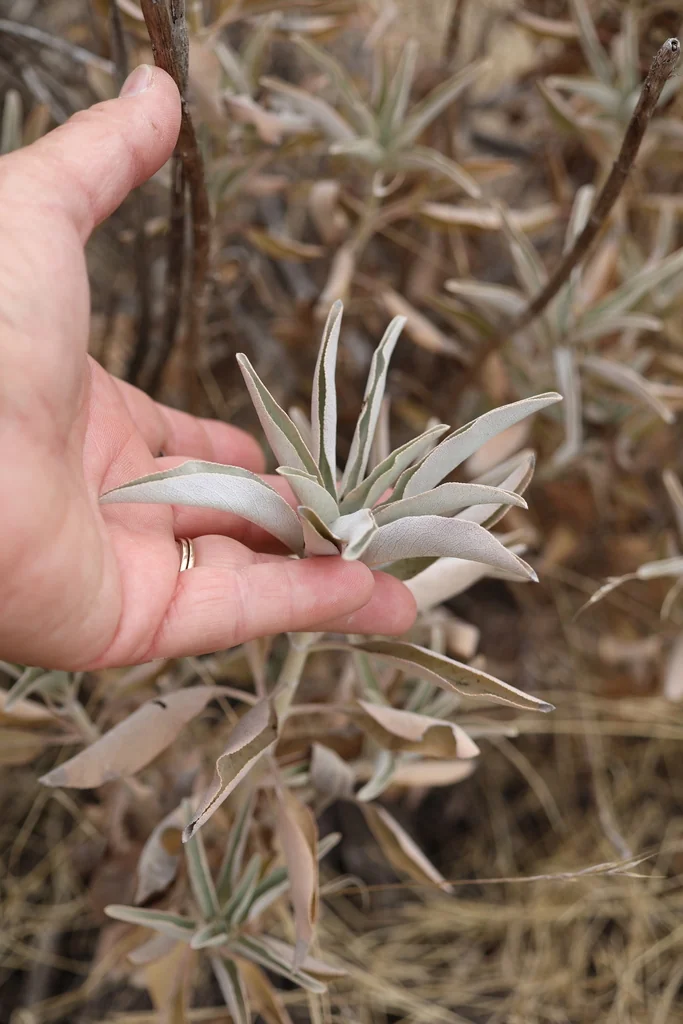 Salvia Apiana