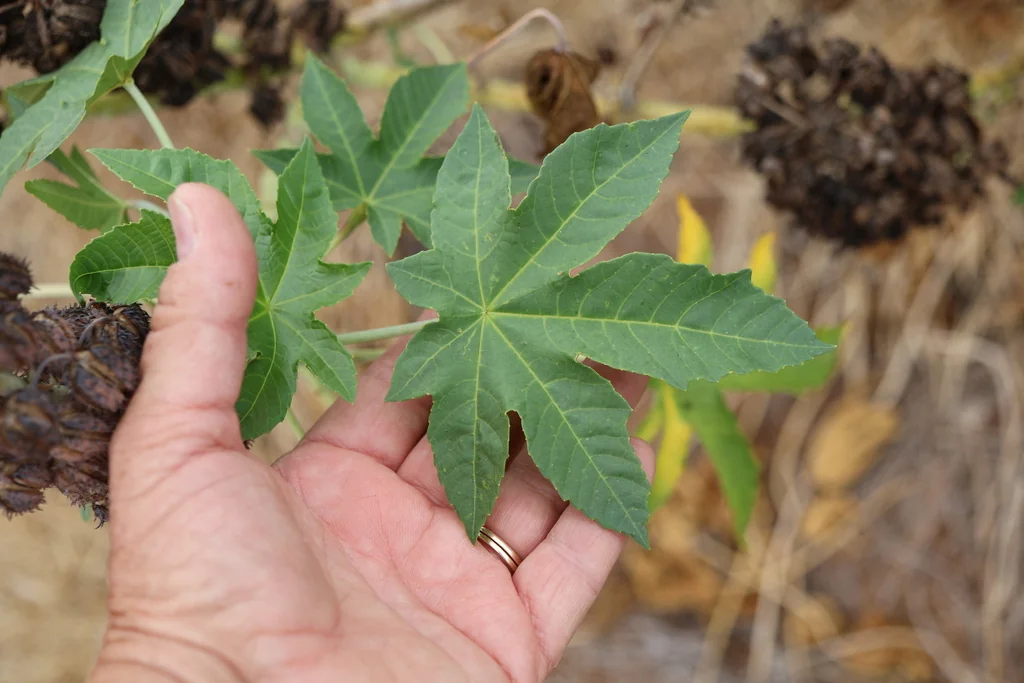 Ricinus Communis