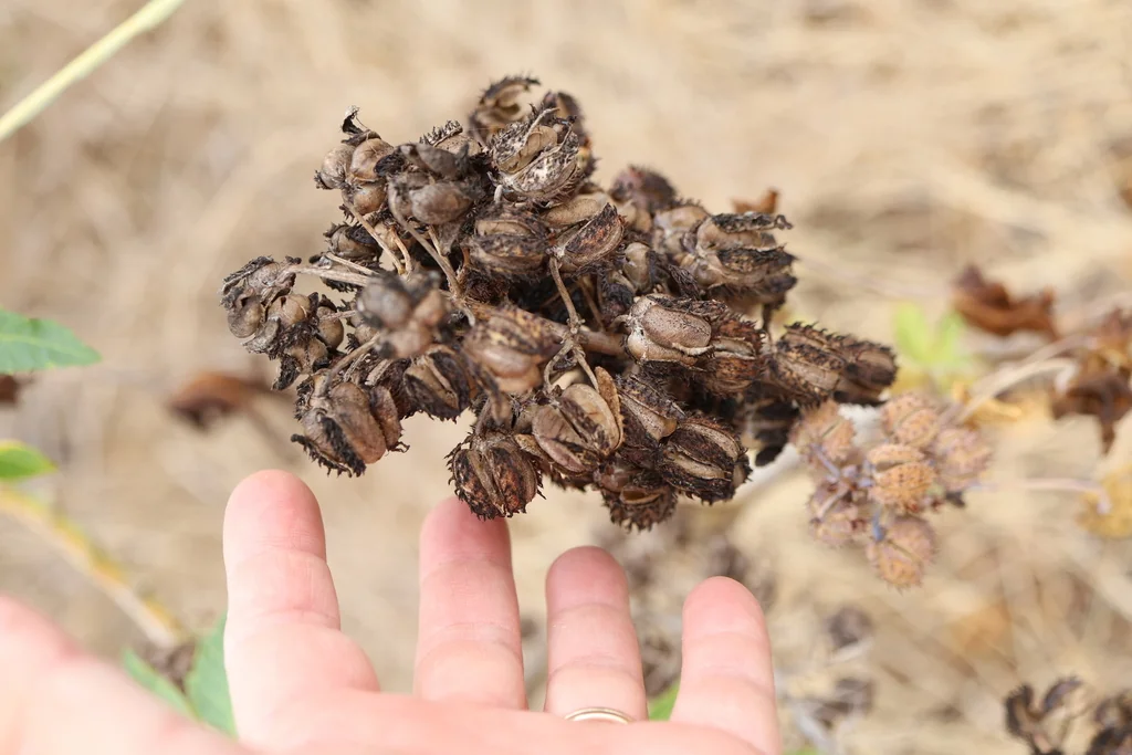 Ricinus Communis