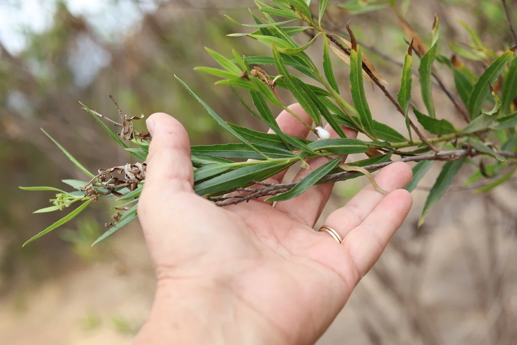 Baccharis Salicifolia