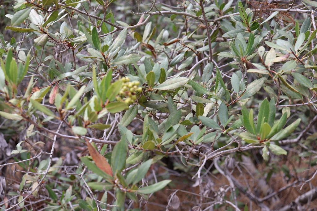 Heteromeles Arbutifolia