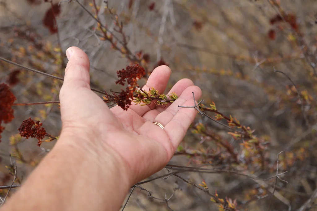 Eriogonum Fasciculatum