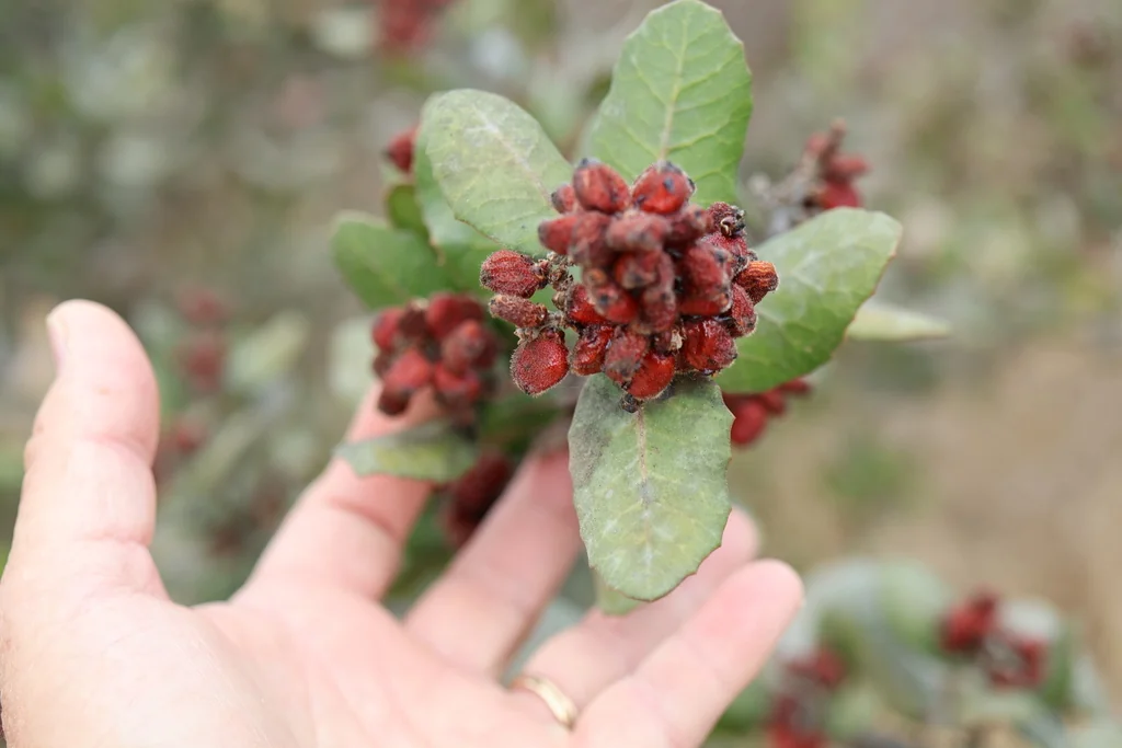 Rhus Integrifolia