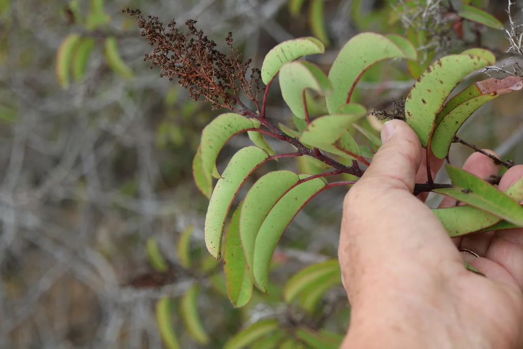 Malosma Laurina