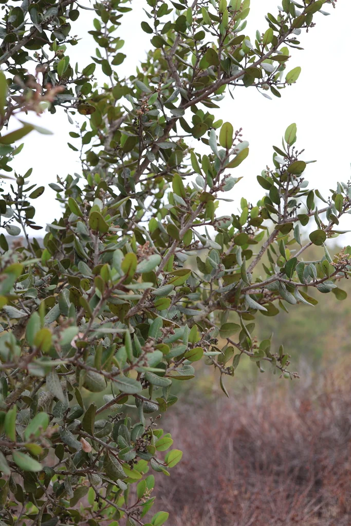 Rhus Integrifolia