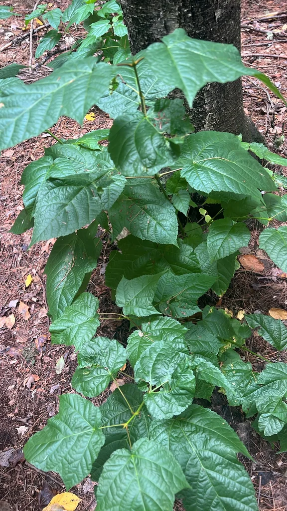 Acer Pensylvanicum